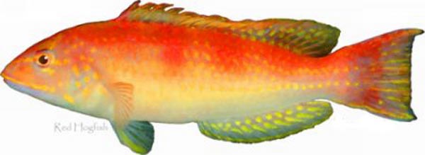 The red hogfish, a medium sized wrasse