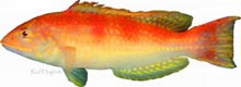 The red hogfish