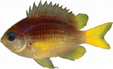 The yellowtail reef fish (Chromis enchrysura)