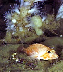 A scorpionfish with a mound of anemones and sponges in the background