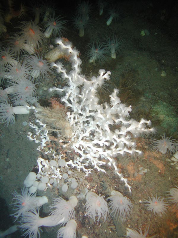 Lophelia pertusa in a field of anemones and sponges