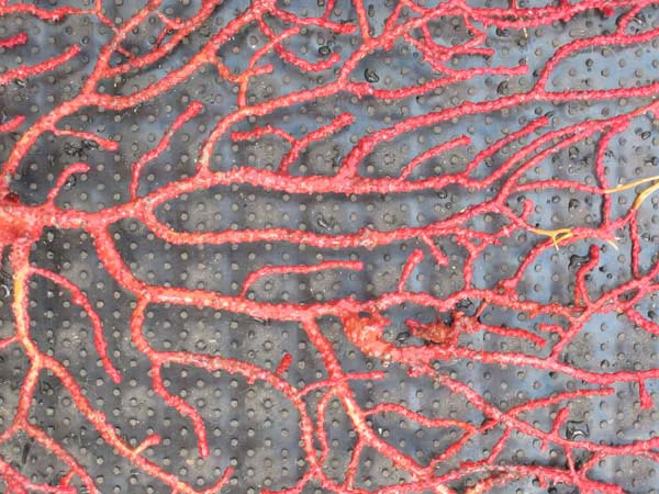 A red gorgonian (1x)