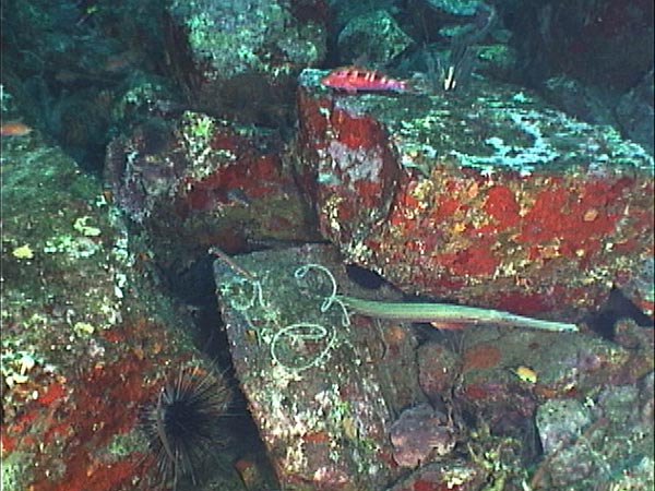 Basalt blocks with a trumpetfish in the foreground.