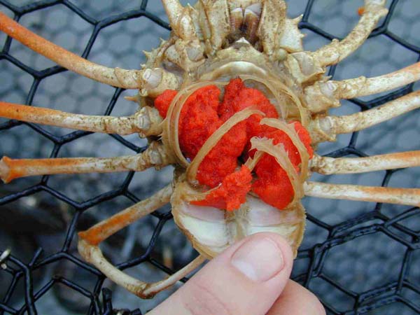 NOAA Ocean Explorer: Gulf of Mexico Deep Sea Biology: Large spider
