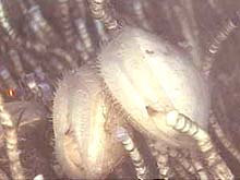 close-up of Acesta clams
