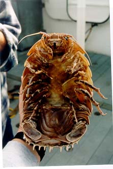 large isopod