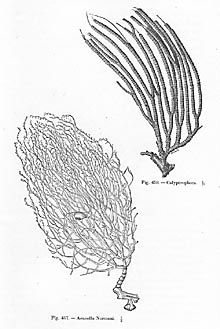 Different species of octocorals