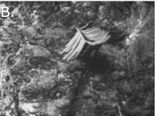 B. Dive  541, Manning Seamount