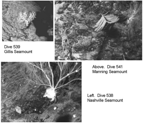 Several octocorals from prior seamount dives