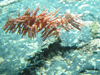 Bathypathes sp, a type of black coral undewater.