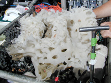 A large sponge in the basket of the submersible Alvin, collected during the Dive & Discover cruise. Photo by Jon Moore.
