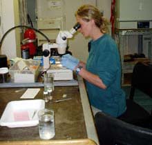 Anne Simpson studying coral polyps