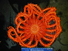 A large brisingid sea star collected from Manning Seamount. Photo by Jon Moore.