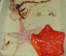 Miscellaneous invertebrates collected during the 2000 cruise to Bear seamount.