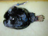 A deep-sea anglerfish from Bear Seamount.