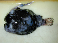 A deep-sea anglerfish collected during the 2002 Bear Seamount cruise.