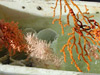 Deep sea corals collected from Oceanographer Canyon.