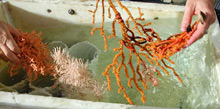 Unique species of deep sea corals collected from Oceanographer Canyon.