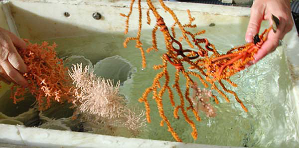 Unique species of deep sea corals