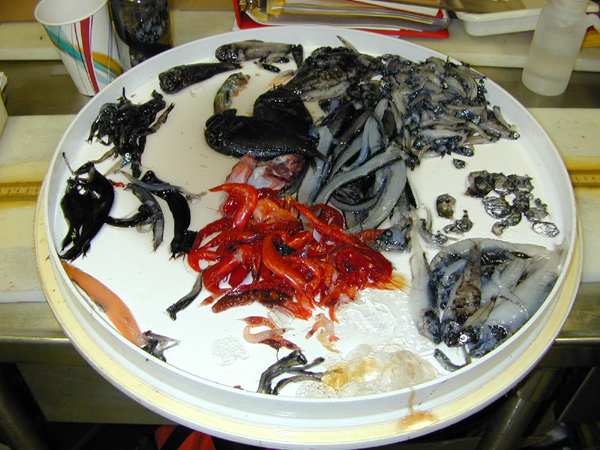 A partially sorted mix of fishes, shrimps, and salps