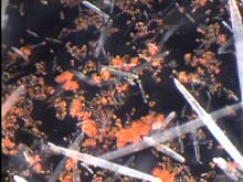 microscopic photograph of sclerites from different coral species