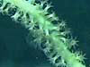 Coral polyp pattern video
