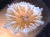 Coral polyp septa.