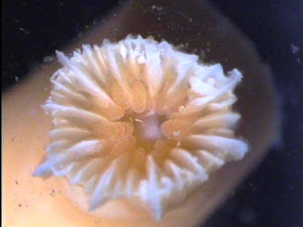 Magnified coral septa