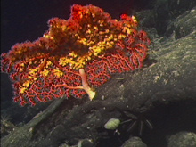 A Paragorgia coral on Manning Seamount with a yellow colonial anemone.