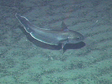 A deep sea Roundnose Grenadier swimming over the seafloor.