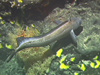 The deep water fish, Lamonema.