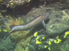 The deep water fish, Lamonema, displaying a search behavior.
