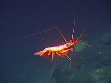 A deep sea shrimp out in open water.