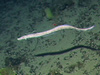 An eel type fish, Synapho-branchus.