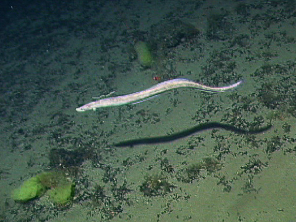 Synaphobranchus, an eel type of fish