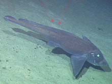A chimaera swims over a fine ooze at Bear Seamount.