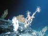 Crinoids, a sea star, and an anemone
