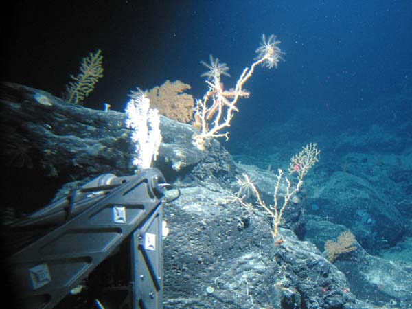 Crinoids, a sea star, an anemone, and octocorals on Kelvin Seamount