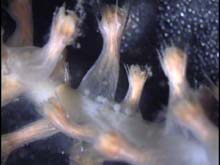 Isidid coral polyps