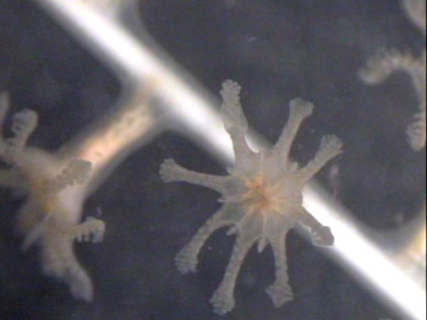Chrysogorgiid coral polyps
