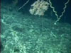 New discovery's on the New England Seamount chain.