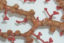 A close-up of the polyps on a sample of Paragorgia