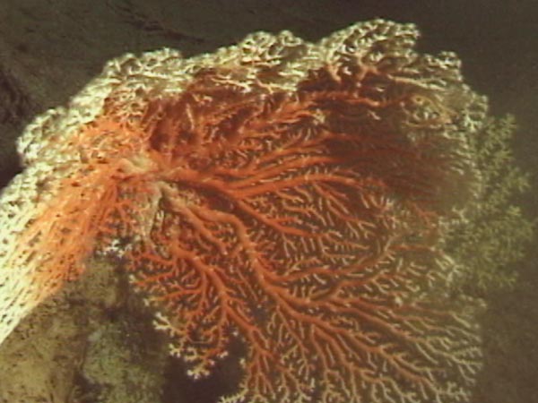 A pink coral Corallium secundum