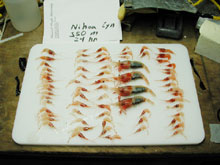 Shrimp (Heterocarpus encifer)