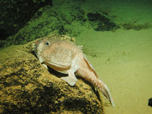 A goosefish (Sladenia remiger)
