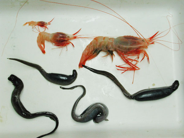 Heterocarpus (shrimp) and Simenchelys (eel) from scavenger trap.