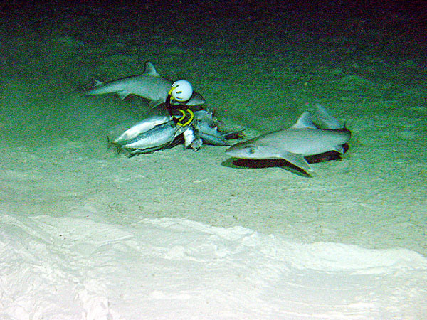 Squalus mitsukurii at bait station of Maro Reef at 350 m.