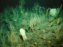 Corals and sponges were very abundant and diverse on the seamounts, even at 1800m depth.