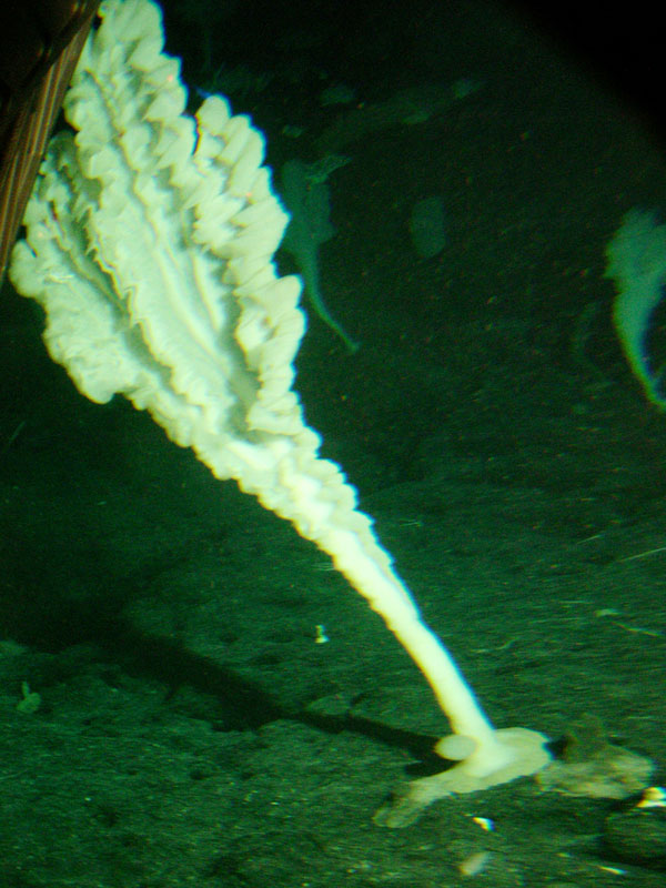 Another type of sponge. This individual was about 3m tall.