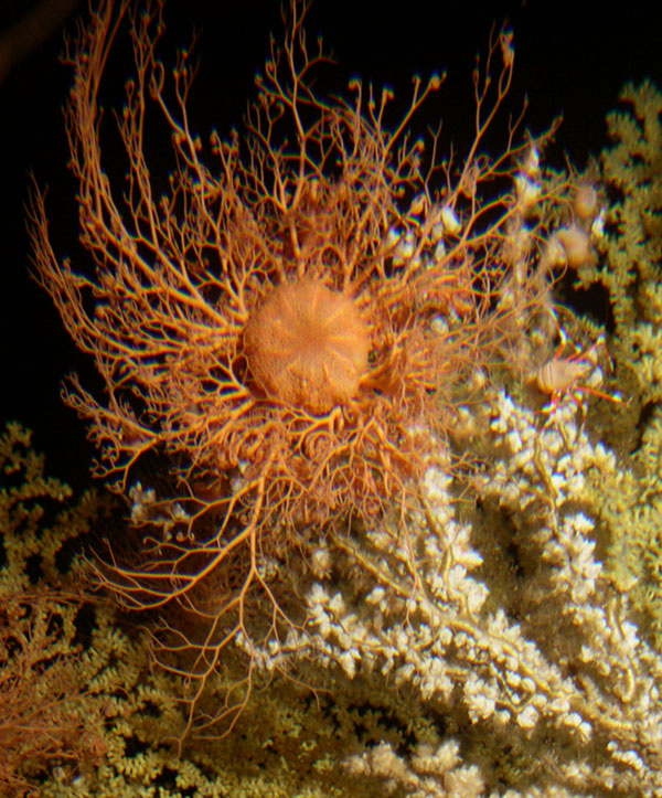 The Coral trees are used as a habitat by a basket star.